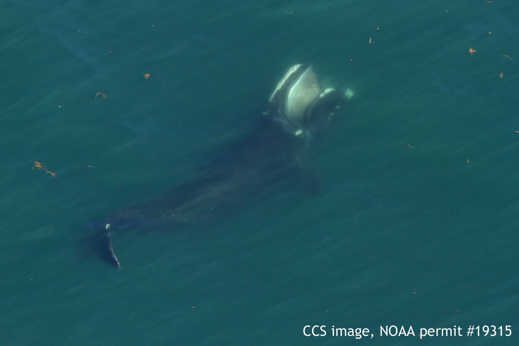 Researchers Spot High Number of Right Whales in Cape Cod Bay - CapeCod.com