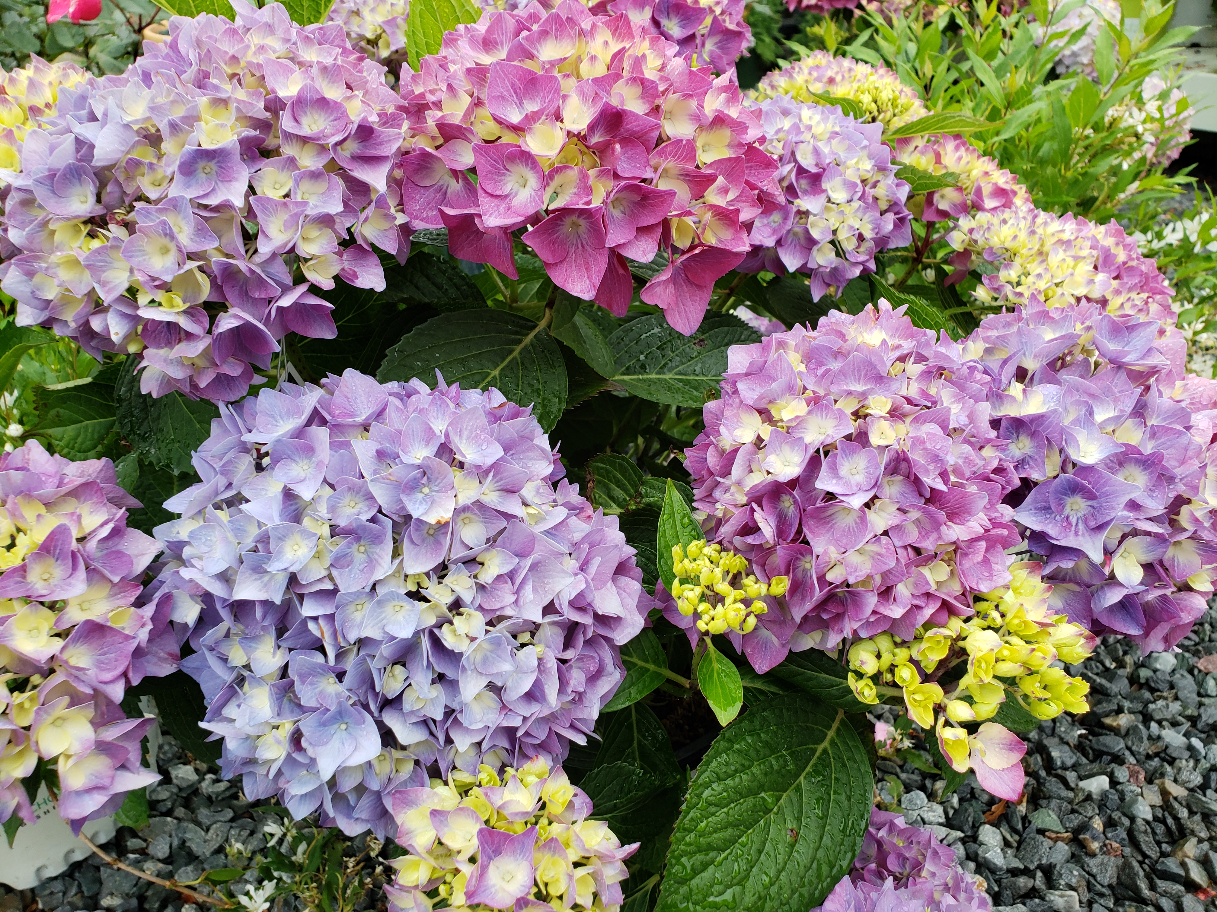 Happy, Hardy Hydrangeas - CapeCod.com