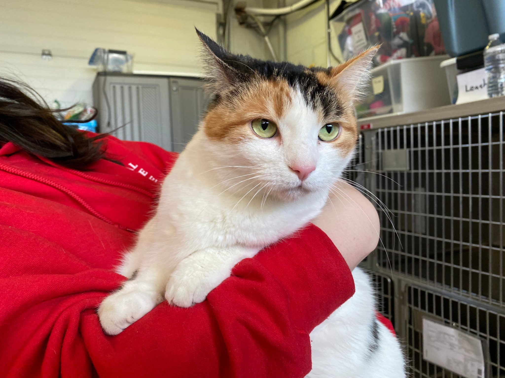 waggin-wednesday-a-pair-of-cats-hoping-for-a-purr-fect-home-capecod