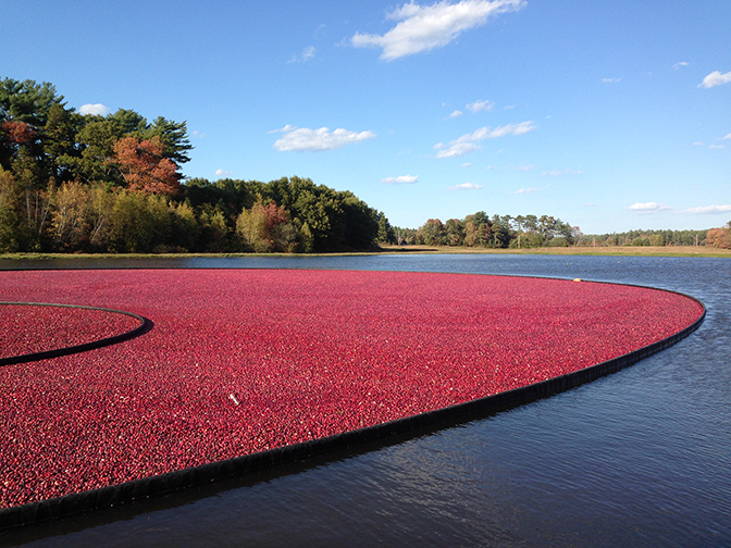 Ocean Spray Massachusetts Cranberry Production To Remain Steady This