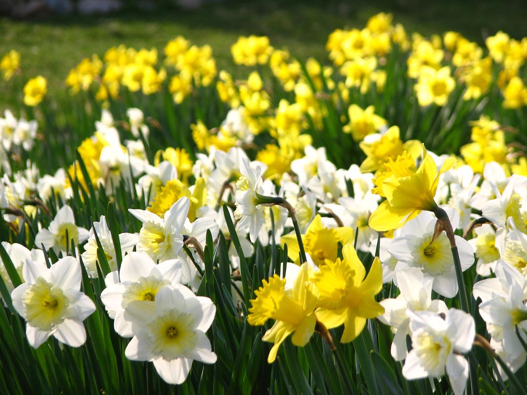 Dave Read’s Photographs of Spring on the Cape - CapeCod.com