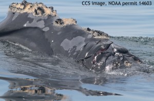 CCS IMAGE, NOAA PERMIT #932-1905 Right whale 3999 photographed on May 6, after reported strike. Propeller wounds are clearly visible across the rostrum and blow holes. CCS image, NOAA permit #932-1905