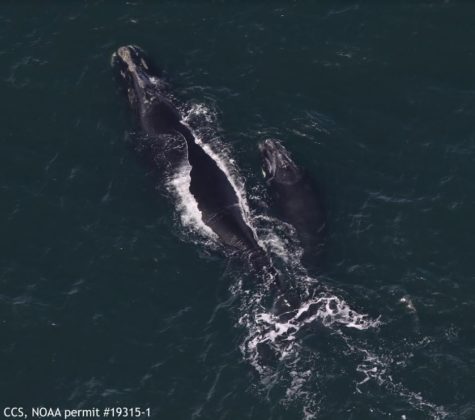 First North Atlantic Right Whale Calves Arrive In Cape Cod Bay ...