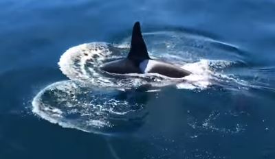 Video of Orca Captured off Cape Cod - CapeCod.com