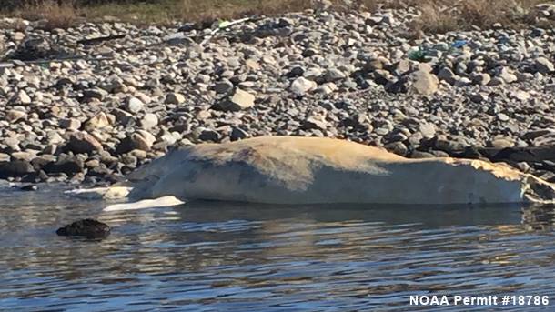 North Atlantic Right Whale Found Dead Off Martha's Vineyard - Capecod.com