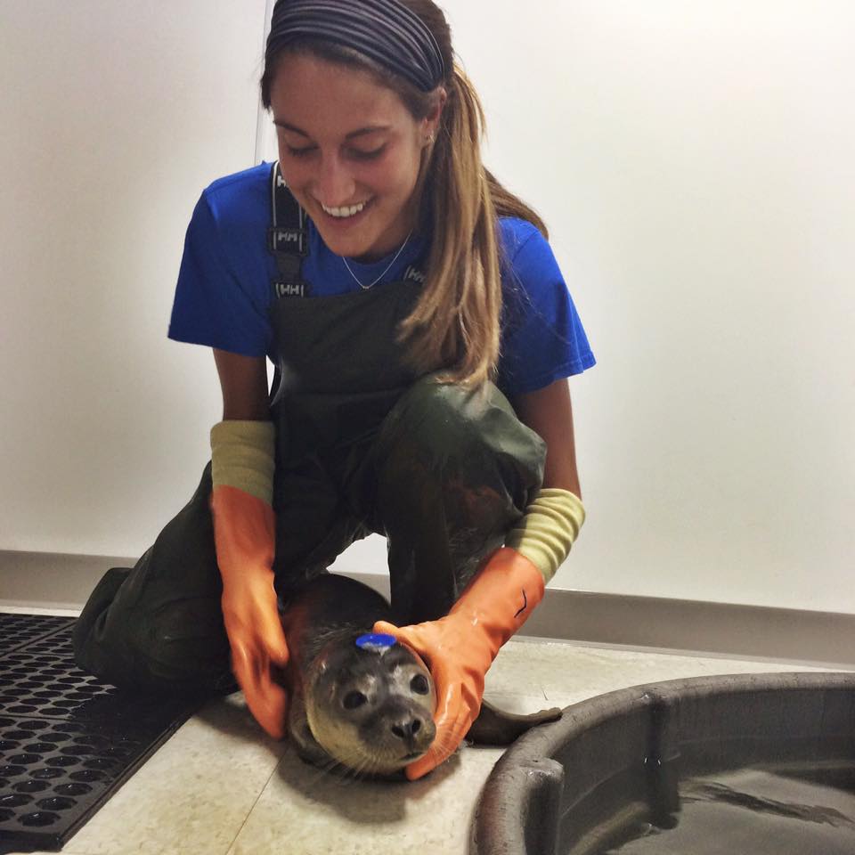 National Marine Life Center Looks for Summer Interns - CapeCod.com