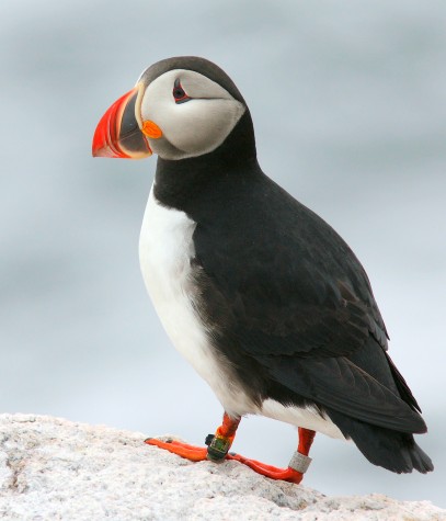 Researchers Discover Where Maine Puffins Spend the Winter - CapeCod.com