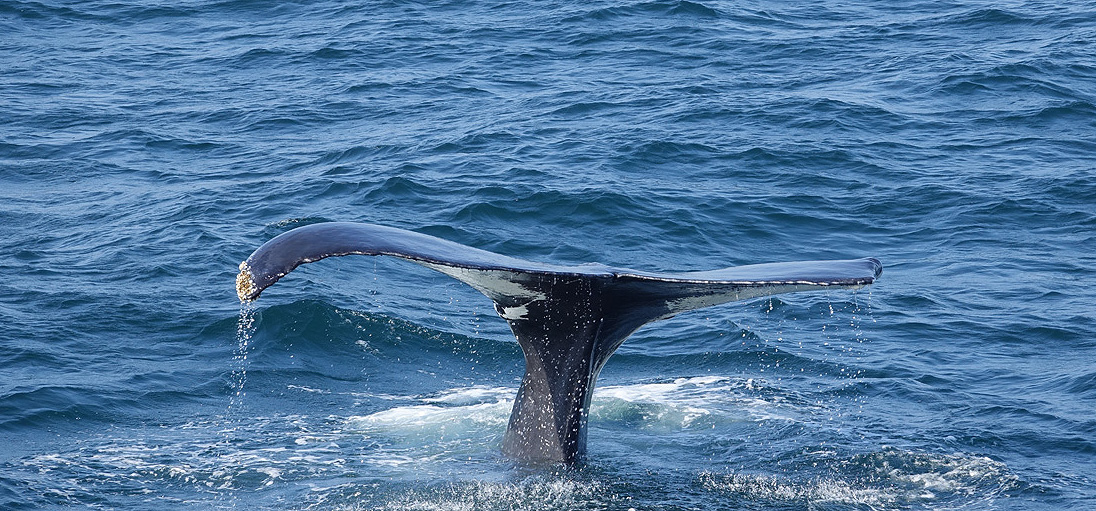 hyannis whale watcher cruise