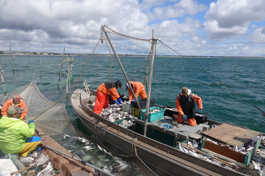 NOAA Fisheries Seeking Project Applications For Bycatch Reduction ...