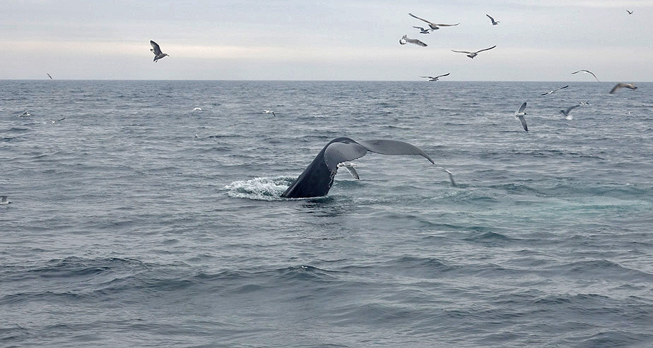 Provincetown Puts Brakes on Cruises, Whale Watching, and Other