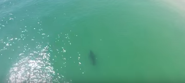 Aerial Footage of Great White Sharks off Cape Cod - CapeCod.com