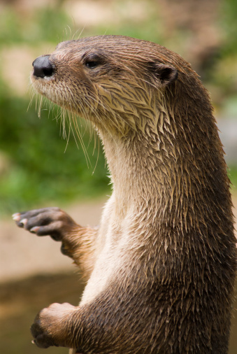 River Otter Set Free By Cape Wildlife Center - Capecod.com