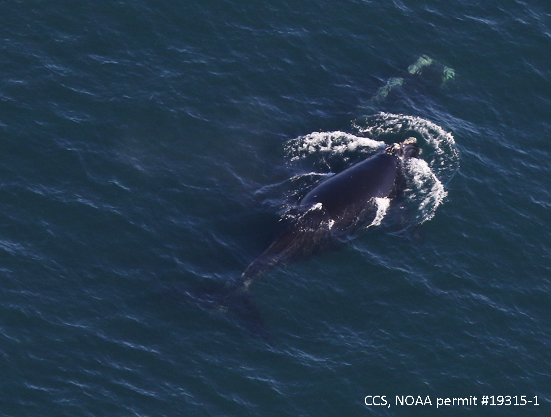 First Right Whale Calf of the Season Spotted in Cape Cod Bay - CapeCod.com