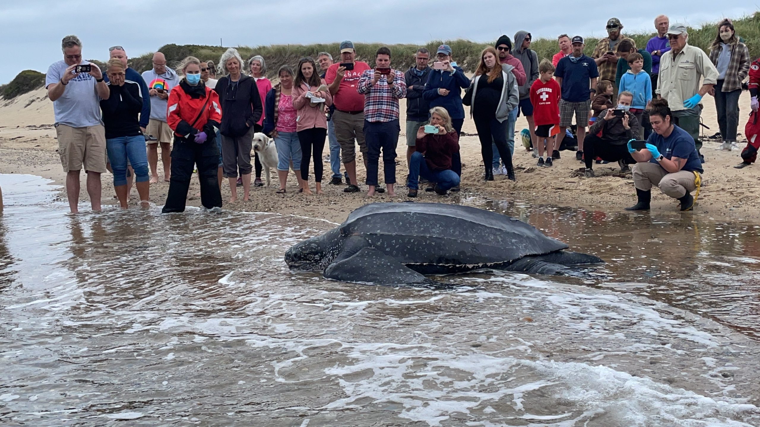 Turtles rescue. Leatherback Sea Turtle. The biggest Leatherback Turtle.