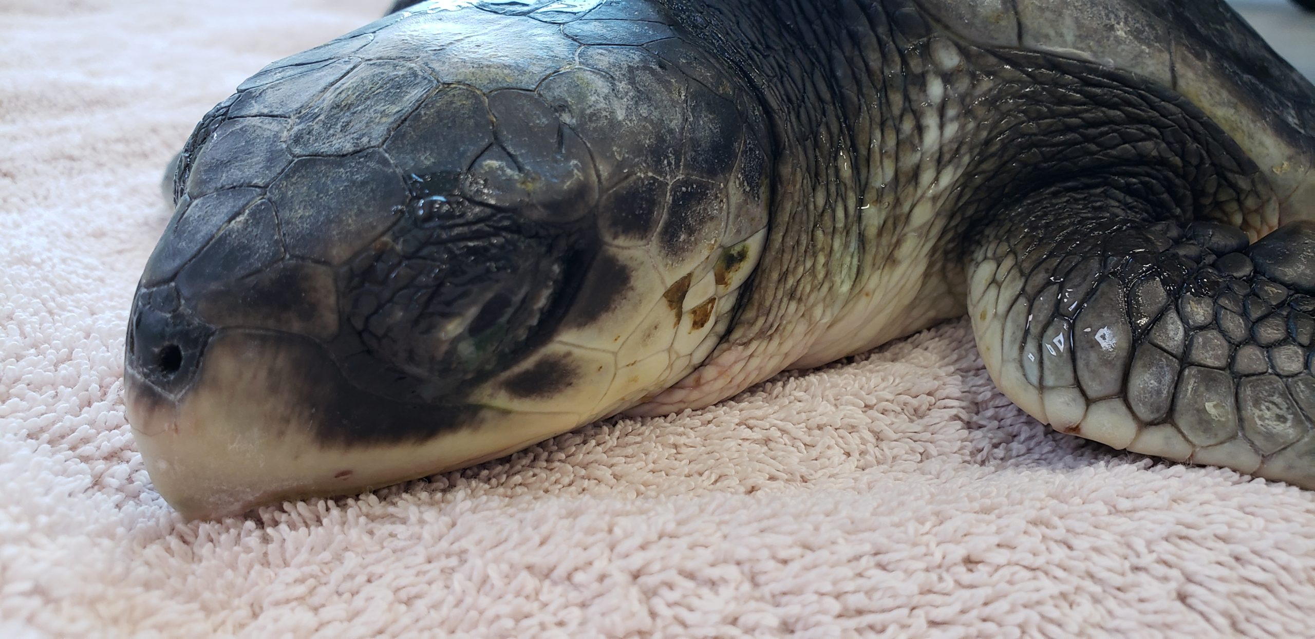 Turtles Rescued on Cape Cod Getting Treatment in Connecticut - CapeCod.com