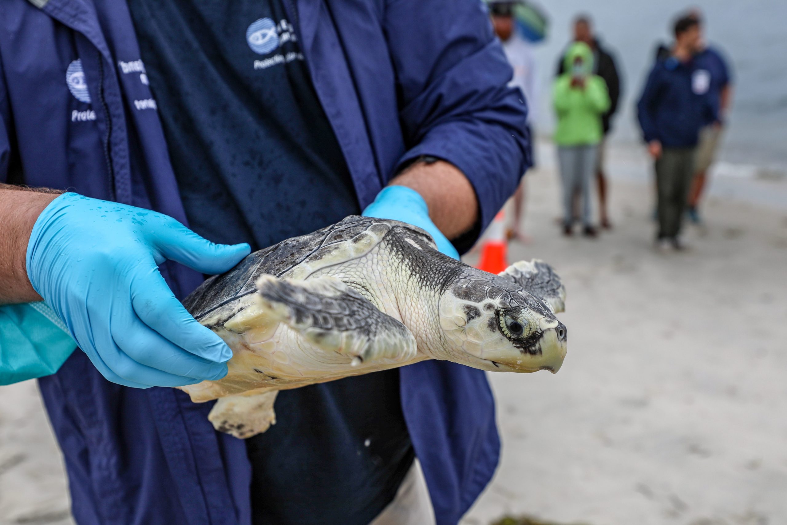 Two Rehabilitated Sea Turtles Released Off Cape Cod - CapeCod.com